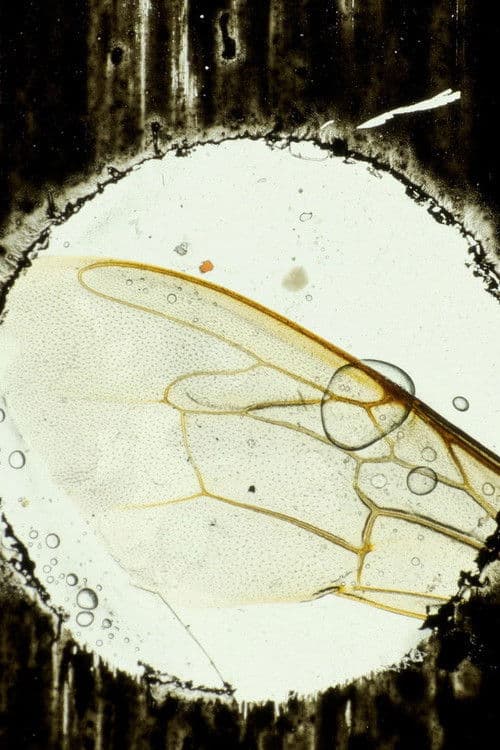 Hasta el cementerio de Flores