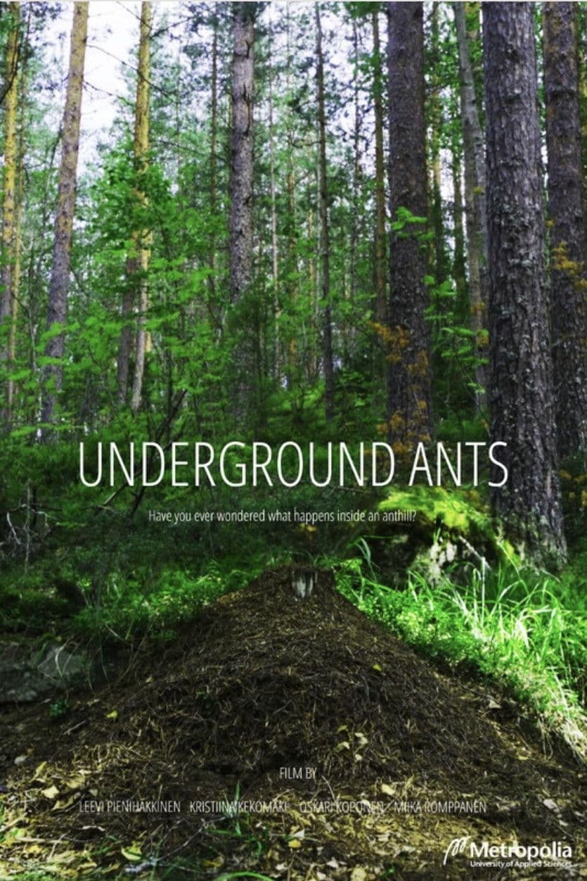 Underground Ants
